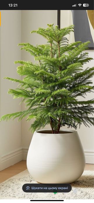 Араукарія  вис  2 м  , 1,20 та 0, 50 см