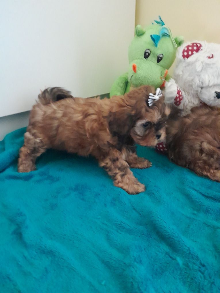 Śliczna piesek Shih Poo
