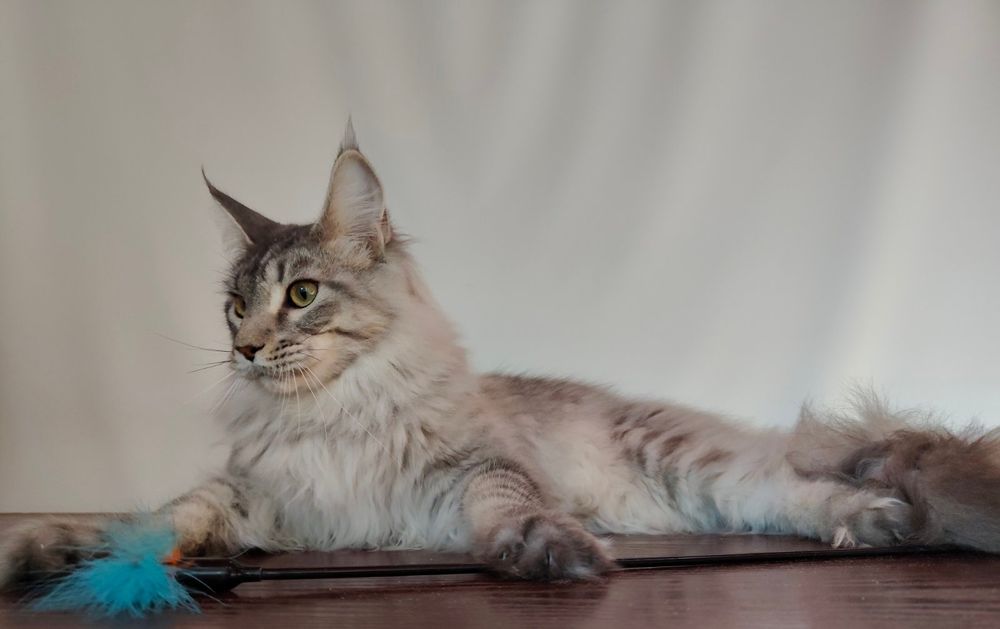 Дівчинка Мейн-кун шукає родину