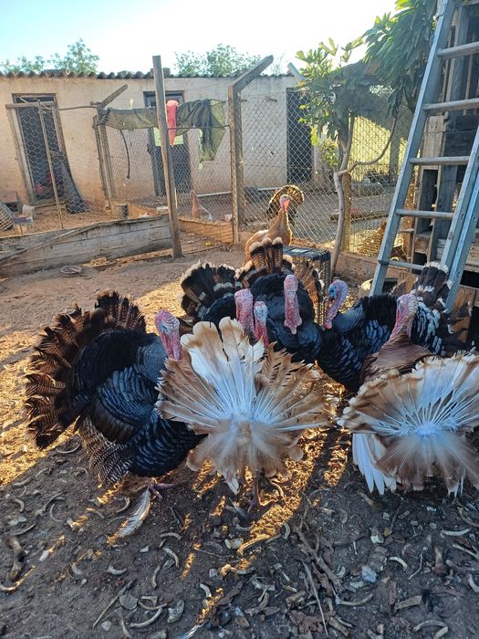 Perus e peruas de várias idades
