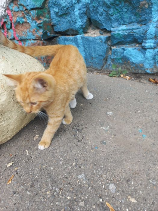 Рижулька  в найкращу сім'ю