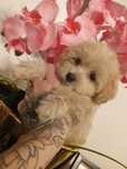 Maltipoo chlopak