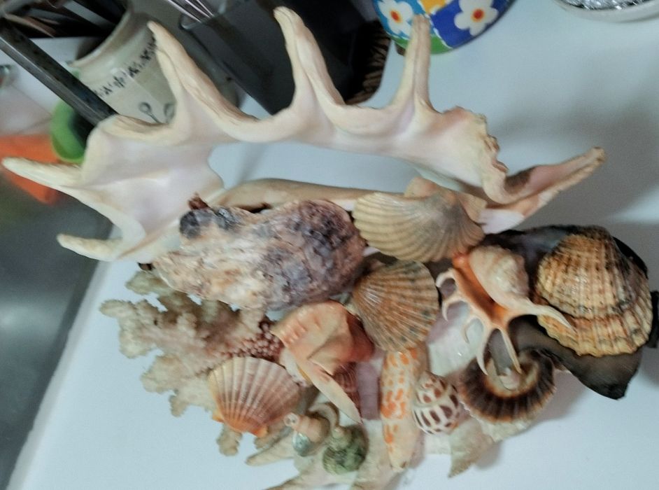 Escultura de conchas originais