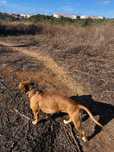 pet walking cascais