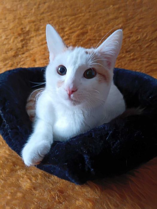 Котик в добрі руки