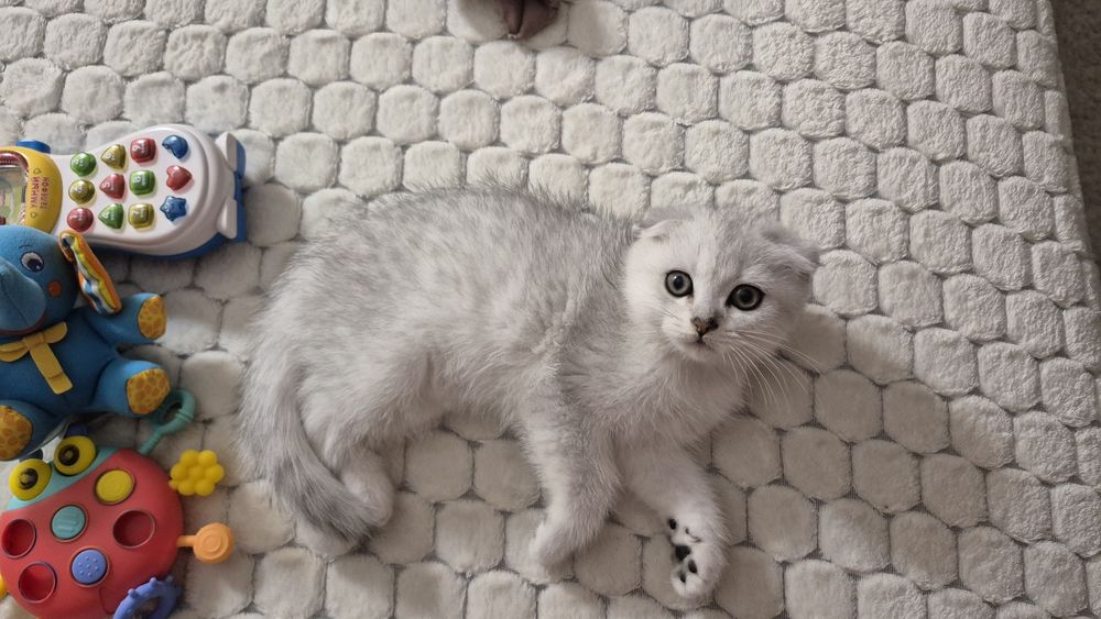 Серебристая шиншилла срібна шиншила хлопчик кошенята кошеня
