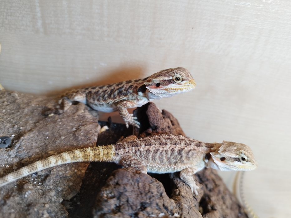 Agama brodata Młode
