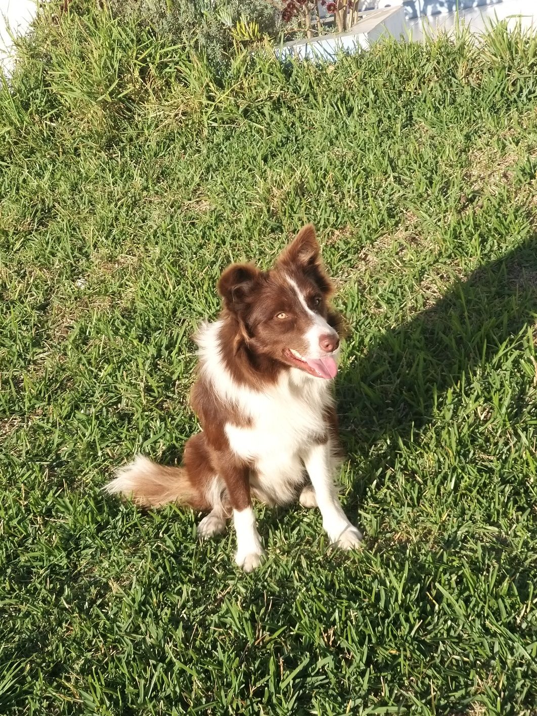 Border Collie para acasalamento