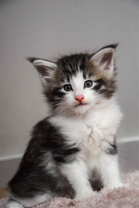 Kocur Norweski Leśny