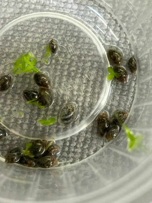 Physa - Caracol aquático