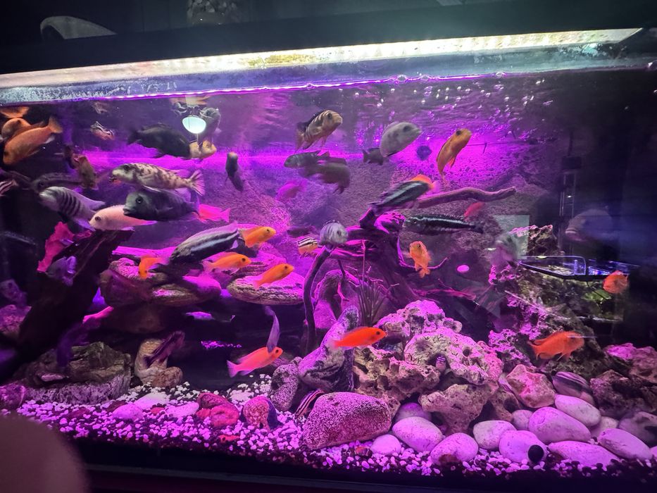 Akwarium  240L wraz z zawartością