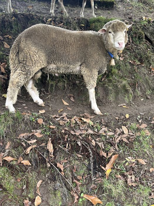 Vendo carneiro com dois anos raçado de ille de france