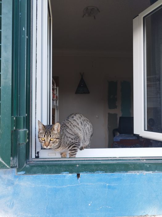 Gatinha para adoção responsável