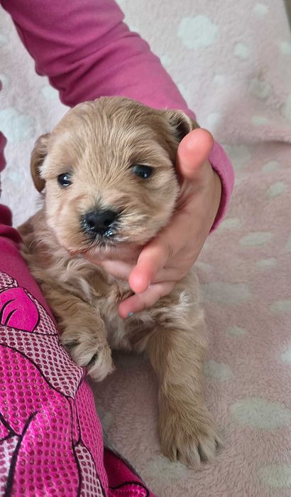 Maltipoo F1 do rezerwacji SUCZKA