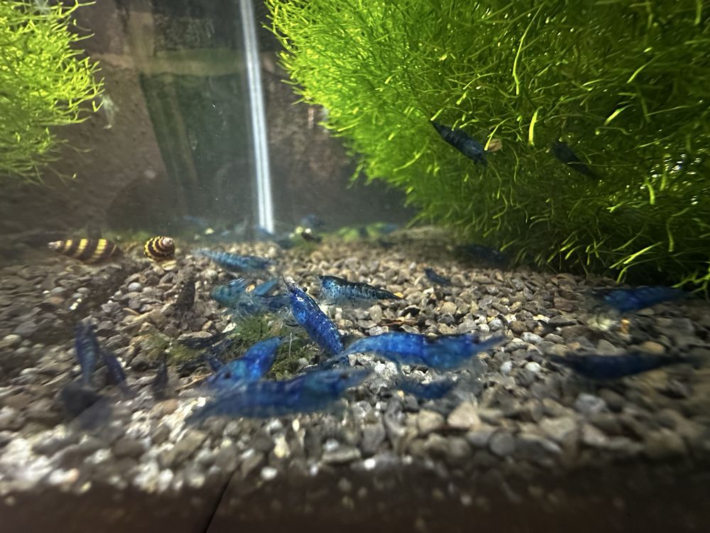 Neocaridina blue dream