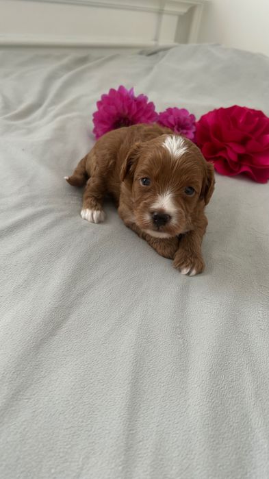 Urocze  Maltipoo