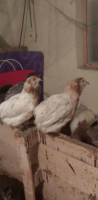 Koguty Araukany, Pary, Araucana, Brakla srebrna, kury ozdobne