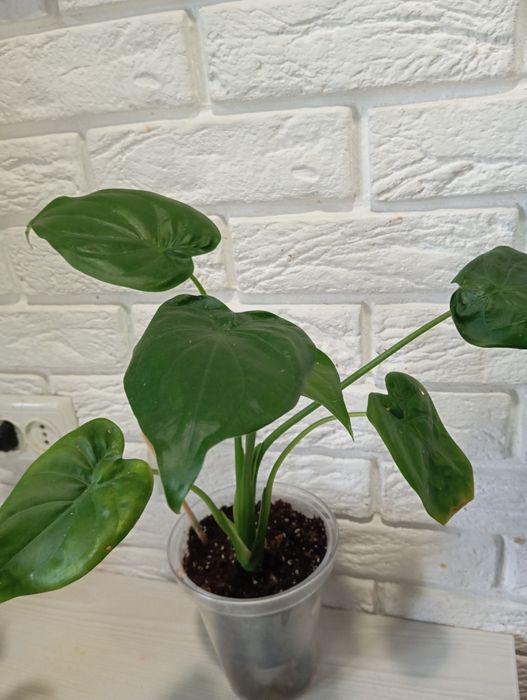 Продаж кімнатних рослин