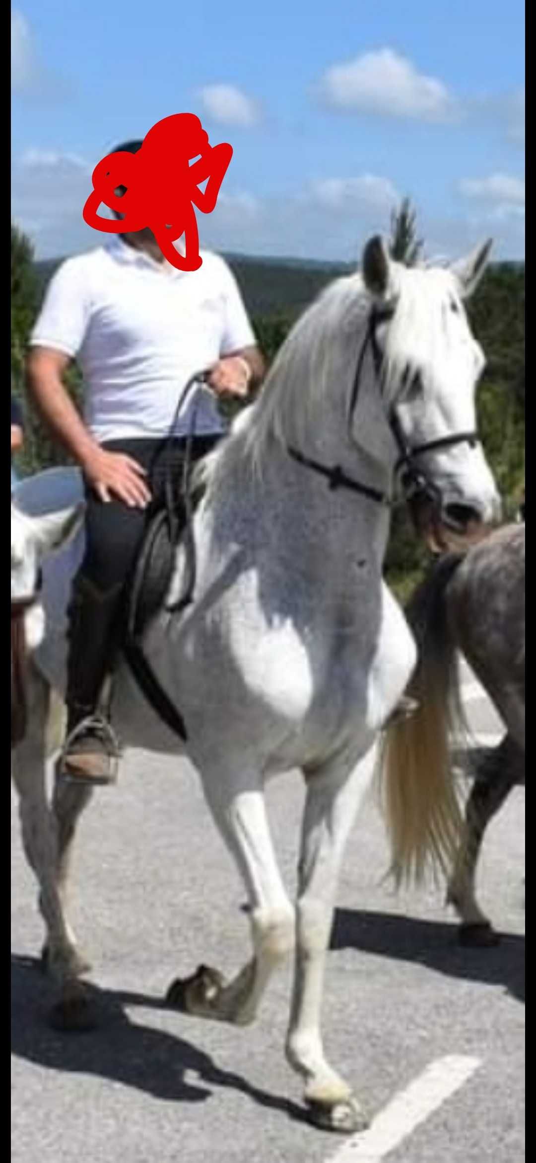 Cavalo cruzado português