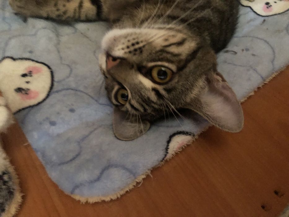 Котик в добрые руки