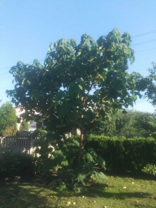 Paulownia Omszona - Tomentosa