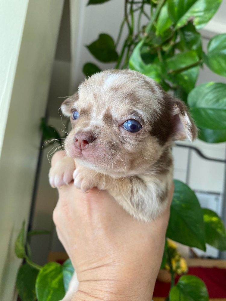 Chihuahua Merle Pelo Curto Linha Russa