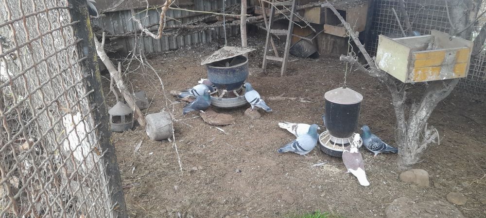 Gołębie zagraniczne i polskie