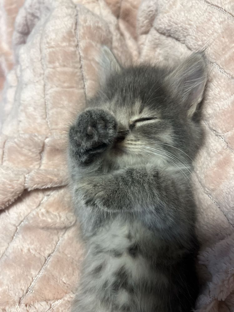Котёнок девочка,отдадим в хорошие руки)