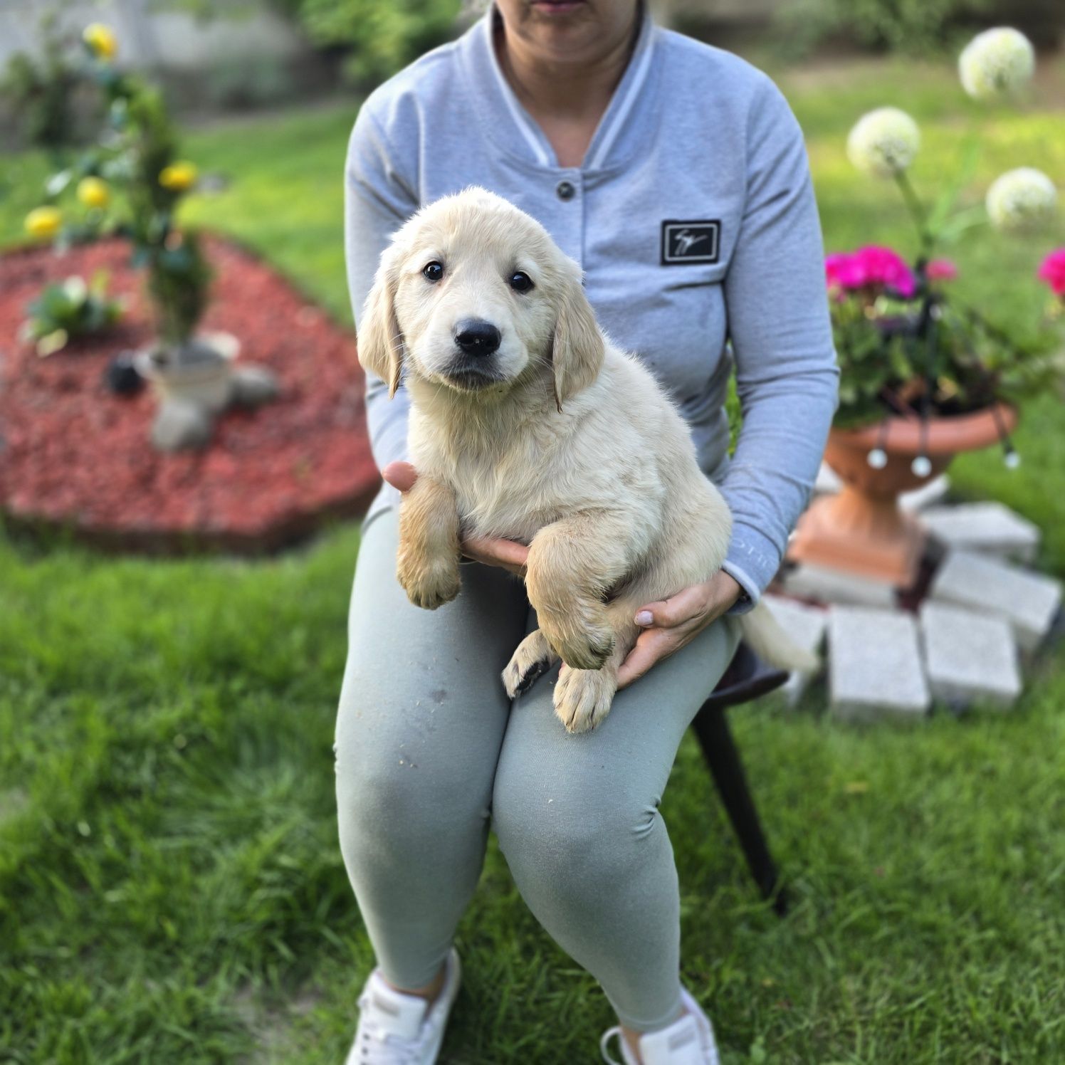 Golden retriever szczeniak