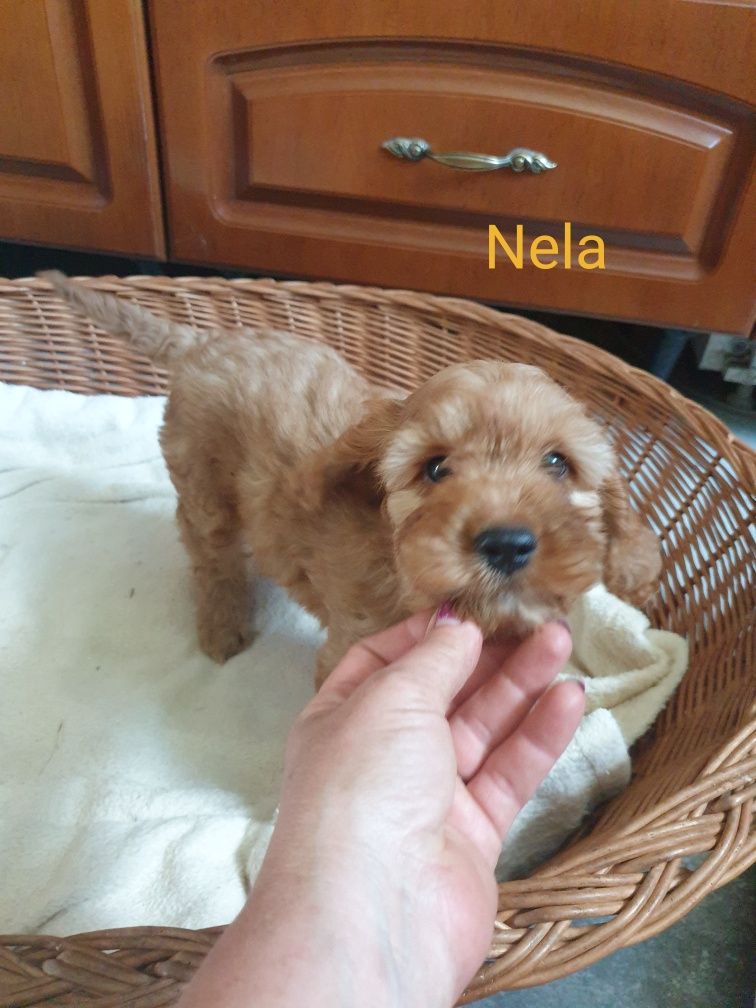 Cockapoo. Dziewczynka Nela. Cocker spaniel Angielski/ Pudel miniaturow