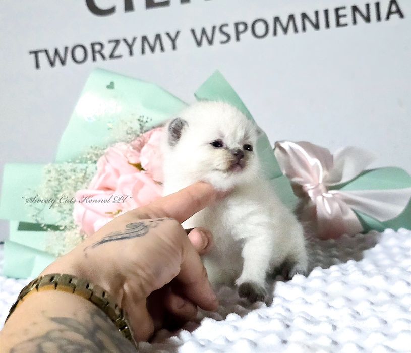 Kocurek Szkocki Prostouchy Czekoladowy Point / Hodowla Legalna