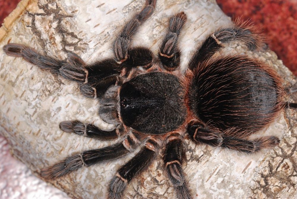 Lasiodora parahybana взрослая самка паука птицееда подросток