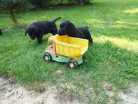 Labrador retriever szczeniaki czarne czekoladowe fci zkwp
