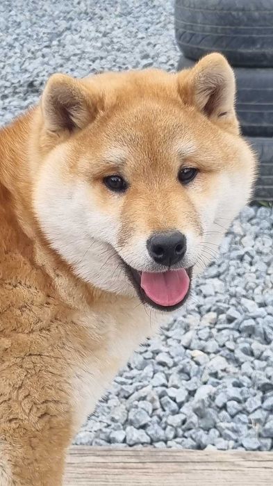 Щастя в дім, шиба, сіба,shiba