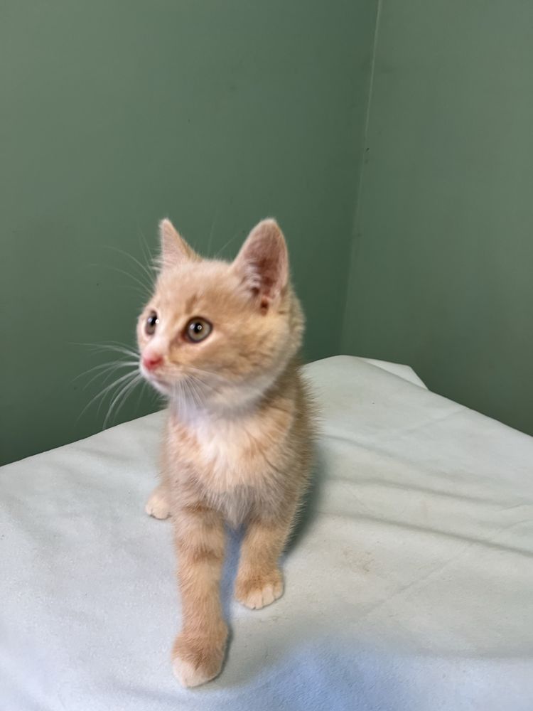 Котенок ищет любящую семью