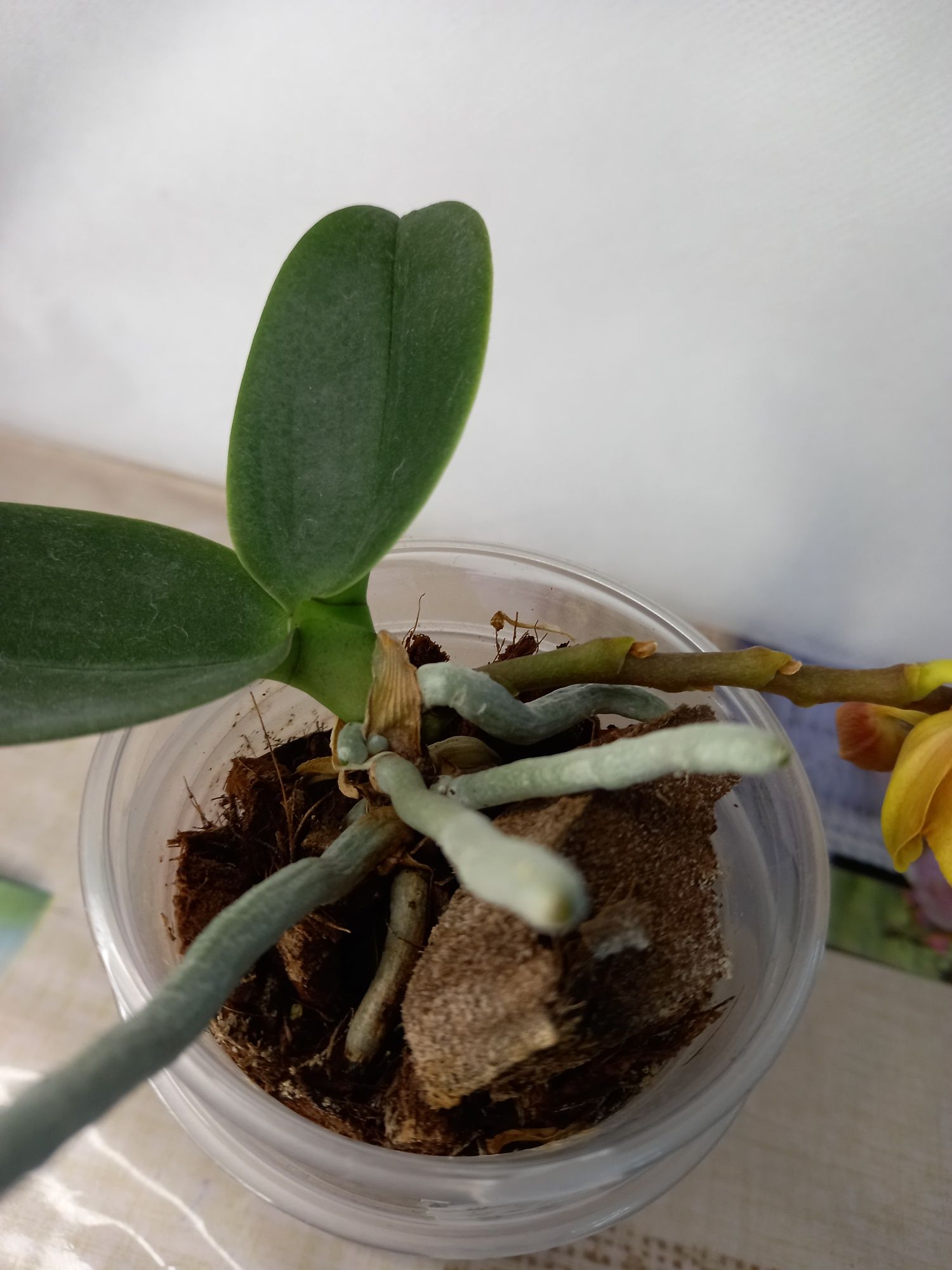 Продам орхидею Phal.Sahara