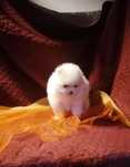 Spitz anão lulu da pomerania mini