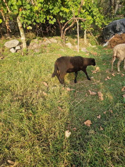 Borrego de 3 messes