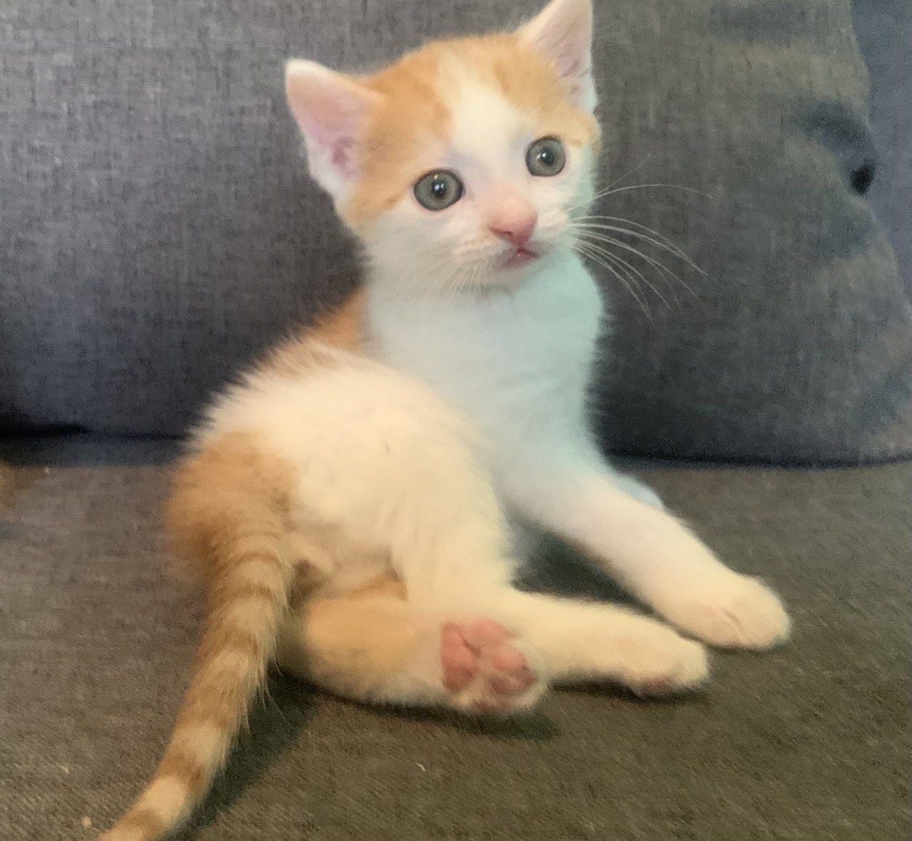 Чудные котятки в добрые руки!