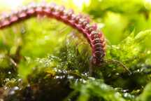 Desmoxytes planata, pink dragon millipede, małe krocionogi, wije