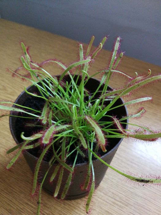 Rosiczka drosera roślina owadożerna