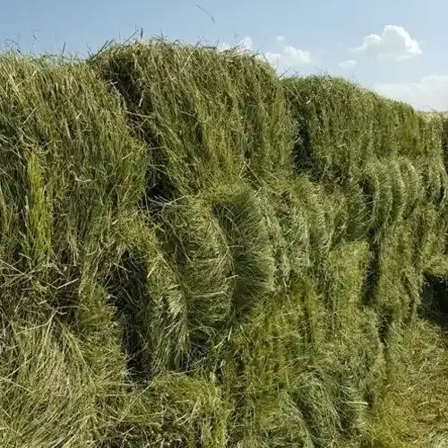 СІНО ДЛЯ ЛОШАДЕЙ в тюках, сено в тюках (проса и др) для КРС коз овец