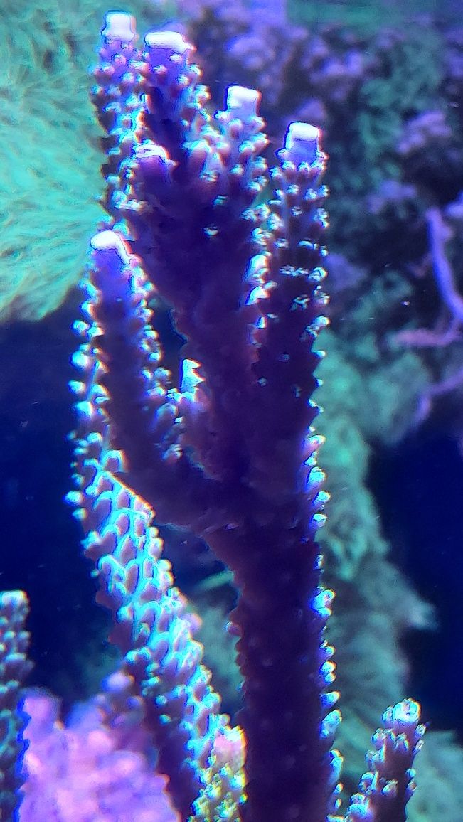 Acropora, akwarium morskie, koralowiec