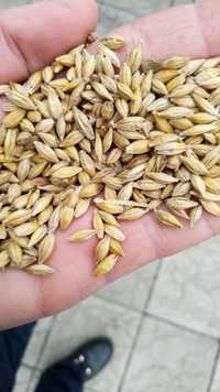 Ячмінь ячмень зерно до 1 тонни віяний пшениця кукурудза