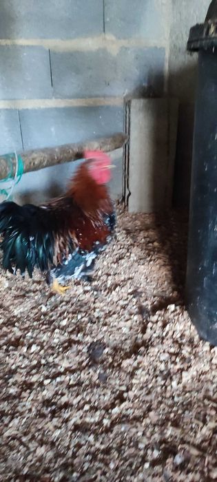 Galos bonitos de várias raças