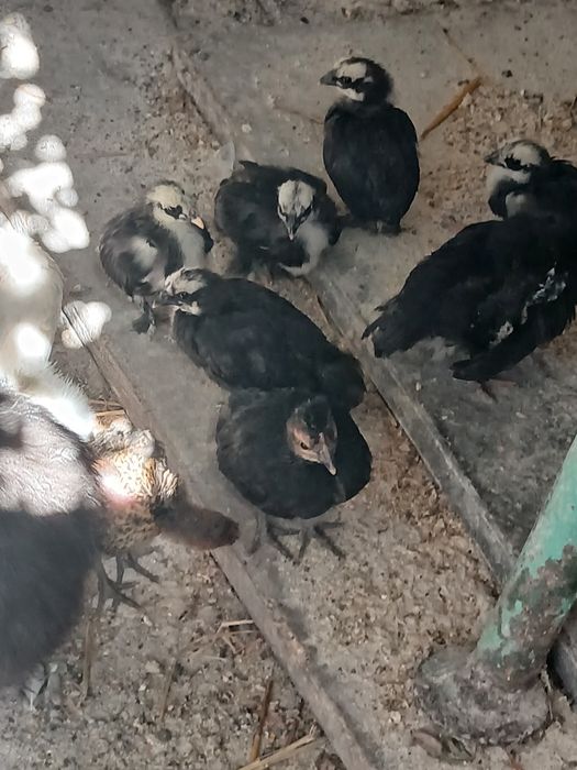 Kurki Ozdobne - wyprzedaż