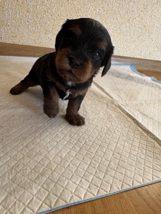 Cavapoo, Cavalier King Charles Spaniel, Pudel