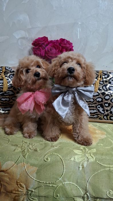 Шикарные мальтипу.Ф1 .