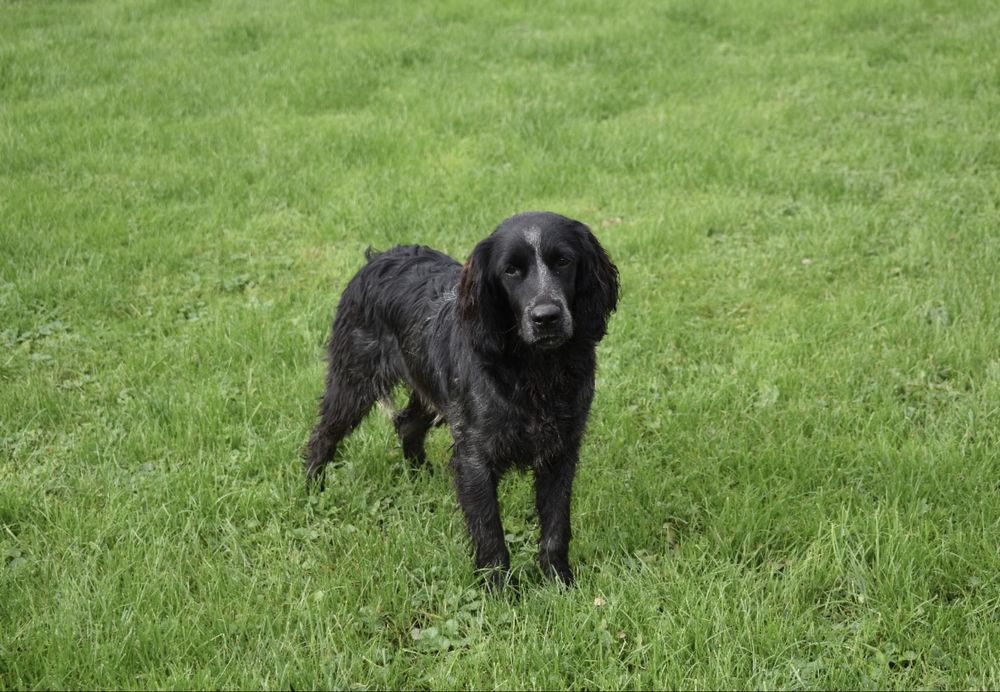 Niebieski spaniel pikardyjski FCI  (wyżeł,płochacz)