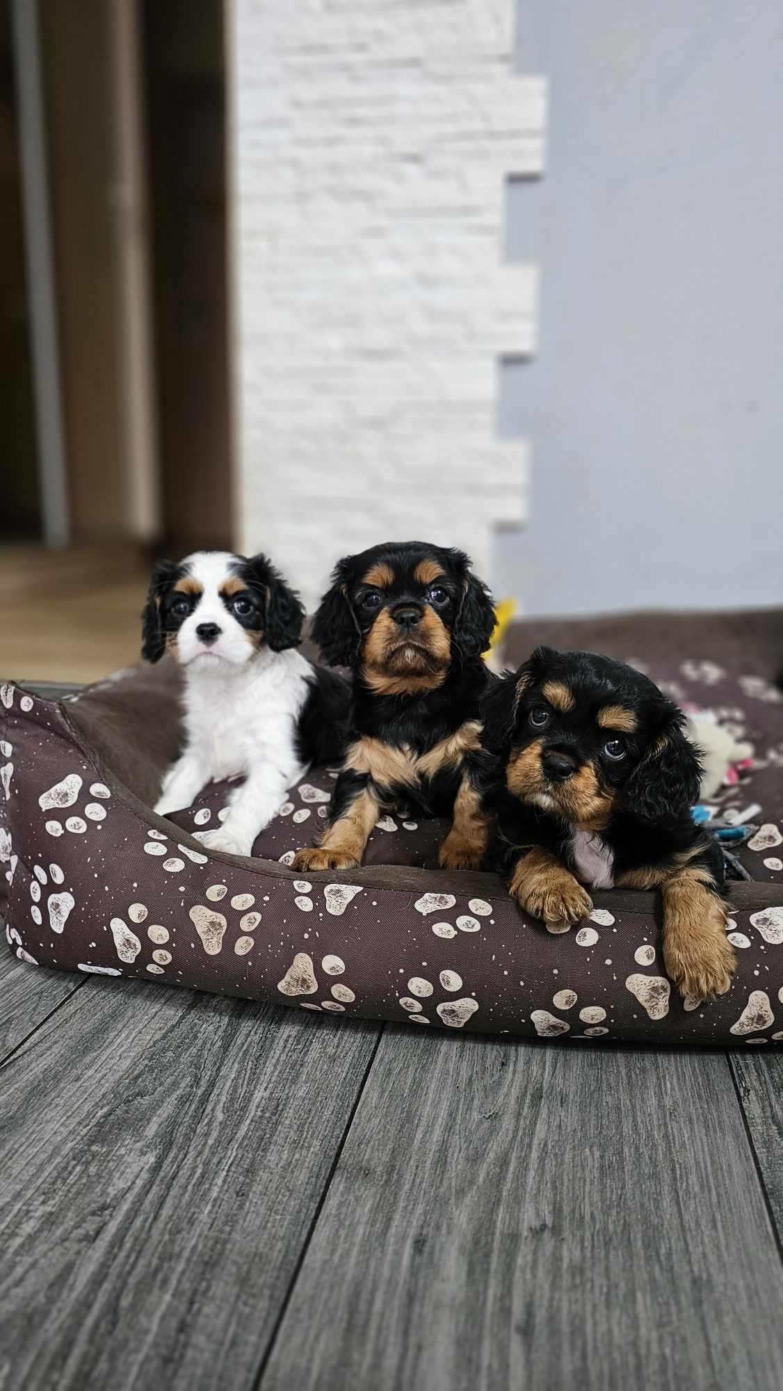 Cavalier King Charles Spaniel Axel